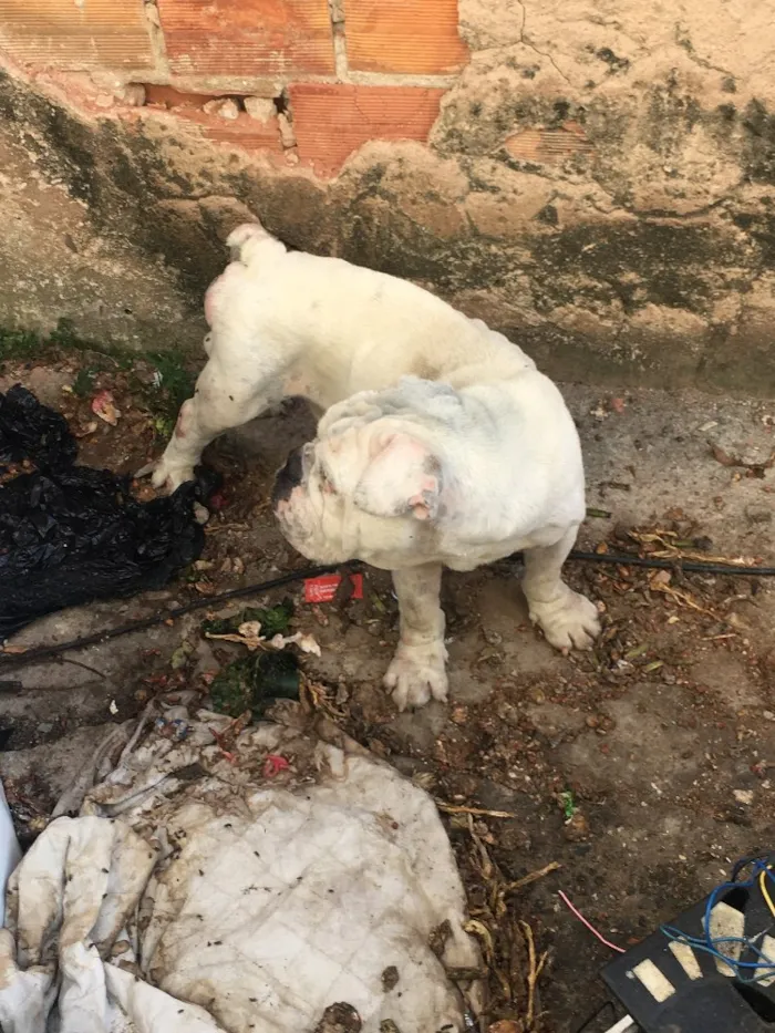 Cachorro raça Bulldog e Nikita idade 5 anos nome Armani