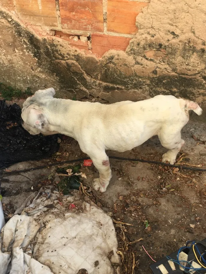 Cachorro raça Bulldog e Nikita idade 5 anos nome Armani