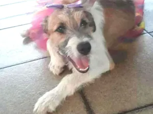 Cachorro raça srd idade 2 a 6 meses nome Joana