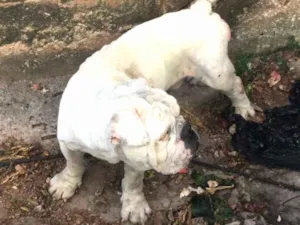 Cachorro raça Bulldog e Nikita idade 5 anos nome Armani