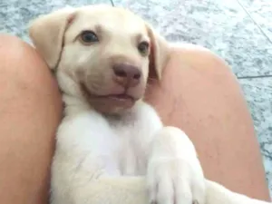 Cachorro raça srd idade 2 a 6 meses nome Sem nome