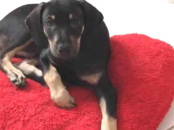 Cachorro ra a Srd idade 2 a 6 meses nome Billy