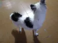 Pipoca