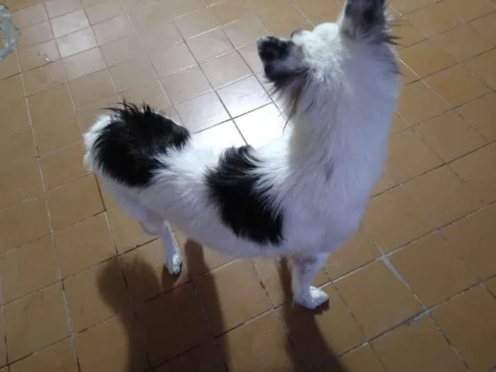 Cachorro ra a Border collie idade 2 anos nome Pipoca