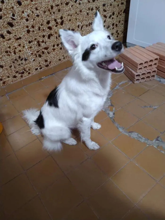 Cachorro ra a Border collie idade 2 anos nome Pipoca
