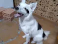 Pipoca