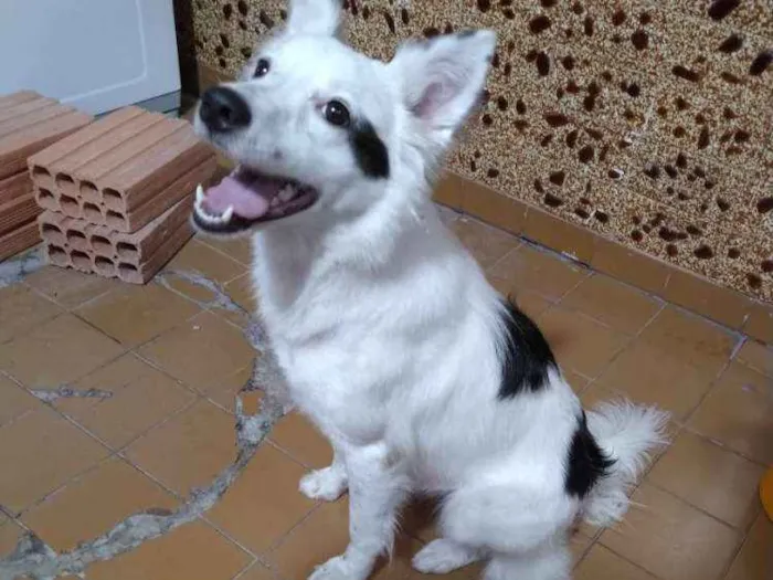 Cachorro ra a Border collie idade 2 anos nome Pipoca