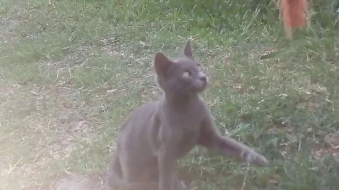 Gato ra a indefinida idade 2 a 6 meses nome Chico