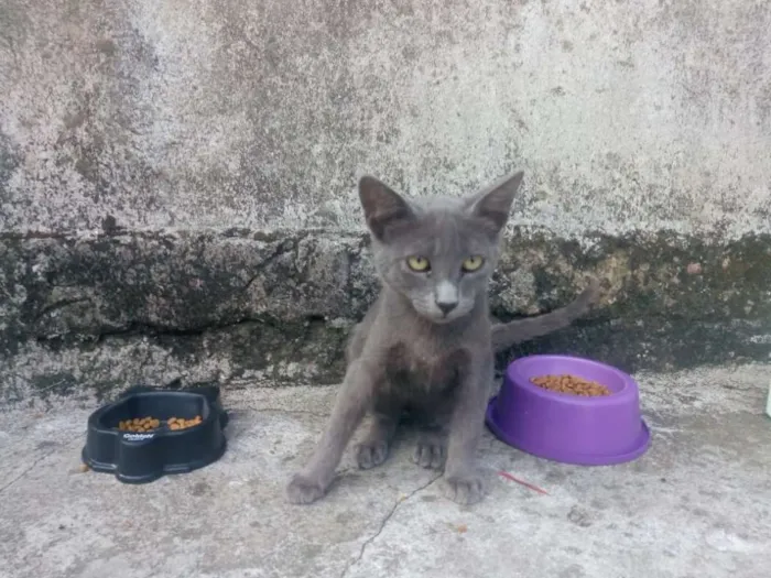 Gato ra a indefinida idade 2 a 6 meses nome Bino