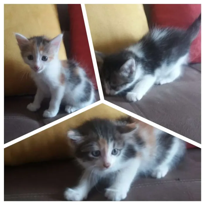 Gato raça Vira Lata misturado com Angorá idade Abaixo de 2 meses nome Sem nome definido 