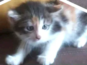 Gato raça Vira Lata misturado com Angorá idade Abaixo de 2 meses nome Sem nome definido 