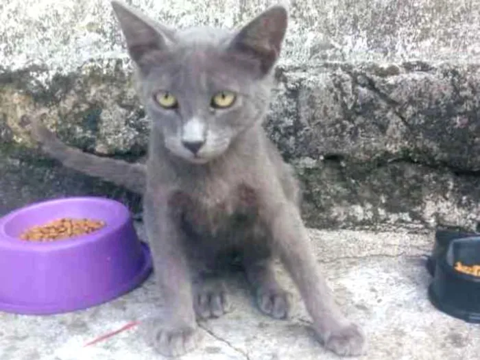 Gato ra a indefinida idade 2 a 6 meses nome Bino