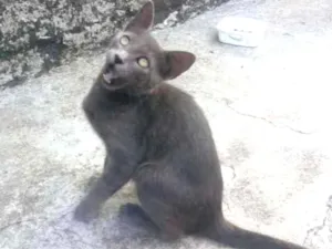 Gato raça INDEFINIDA idade 2 a 6 meses nome Tulipa