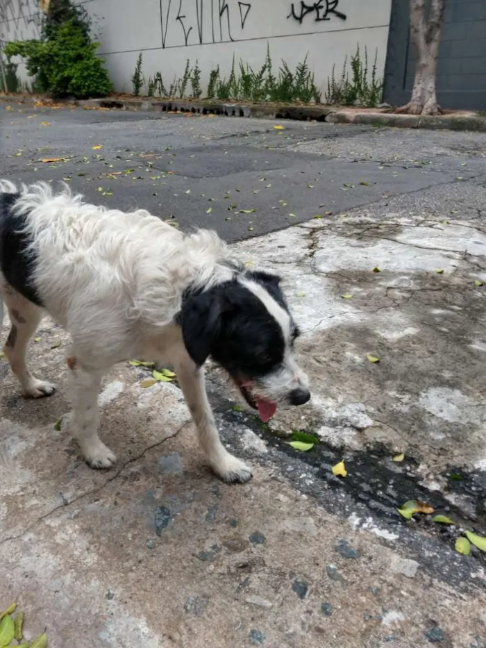 Cachorro ra a Srd idade 2 anos nome Menino