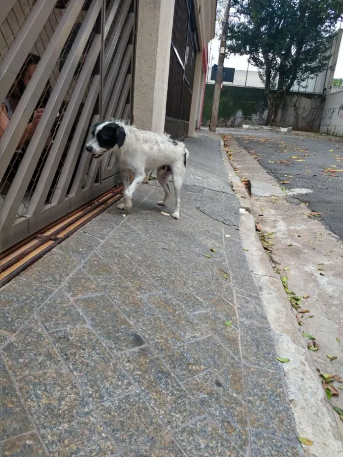 Cachorro ra a Srd idade 2 anos nome Menino