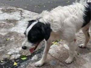 Cachorro raça Srd idade 2 anos nome Menino