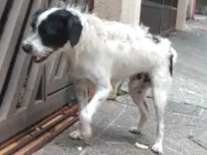 Cachorro raça Srd idade 2 anos nome Menino