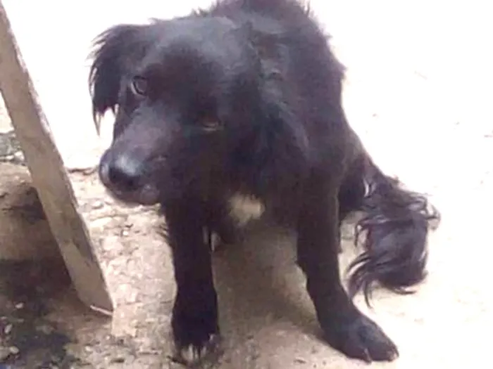 Cachorro ra a Rnd idade 2 anos nome Estopa