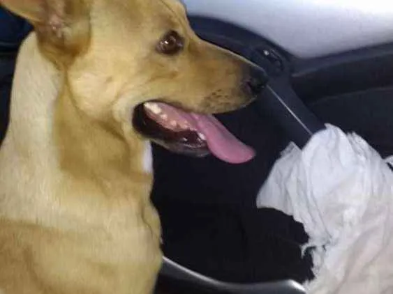 Cachorro ra a Misturado com labrador  idade 3 anos nome Frederico