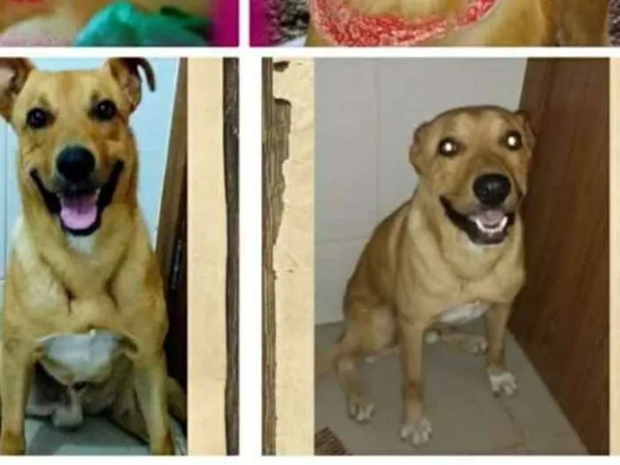 Cachorro ra a Misturado com labrador  idade 3 anos nome Frederico