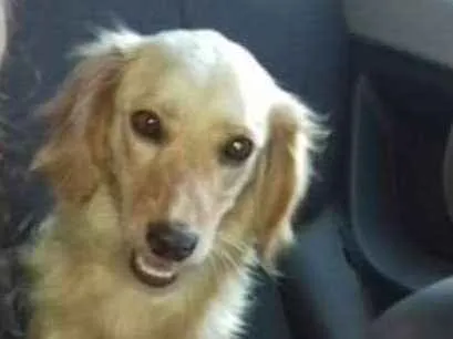 Cachorro ra a Mistura com cocker idade 2 anos nome Milli