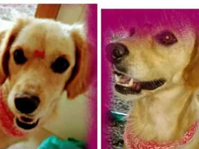 Cachorro ra a Mistura com cocker idade 2 anos nome Milli