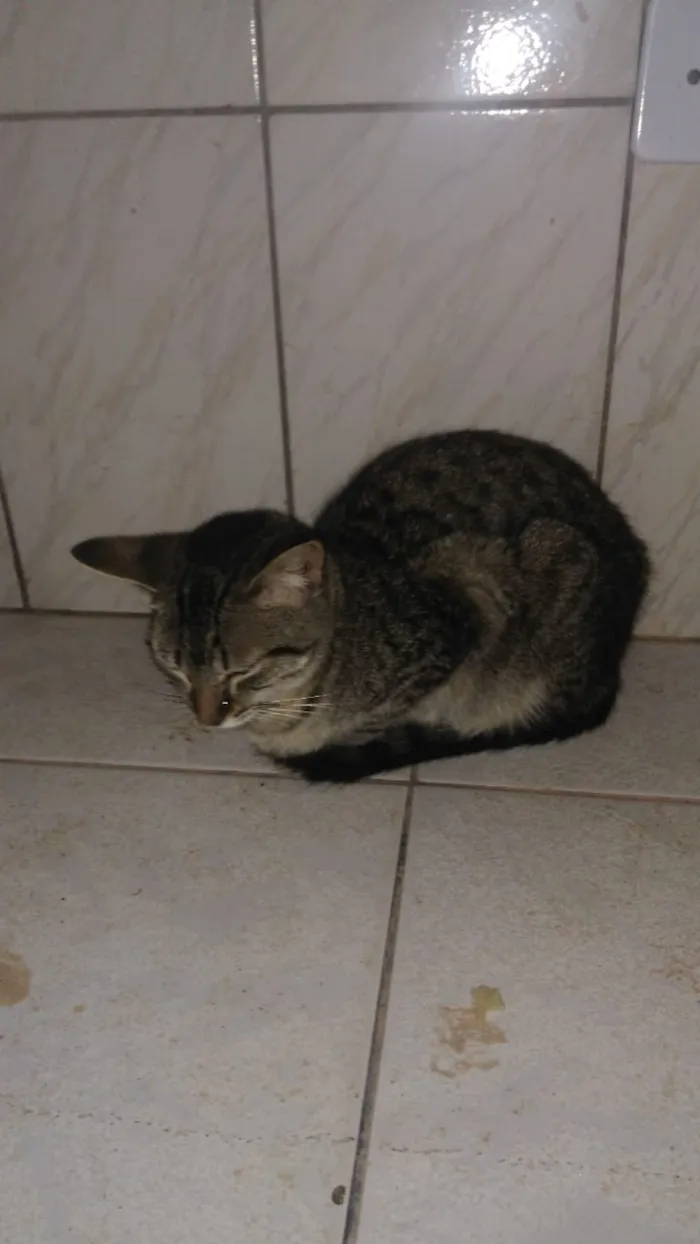 Gato ra a Não sei dizer. idade 7 a 11 meses nome Não tem