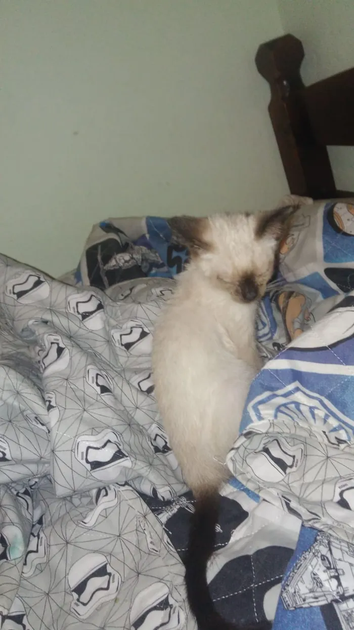 Gato ra a Não sei dizer. idade 7 a 11 meses nome Não tem