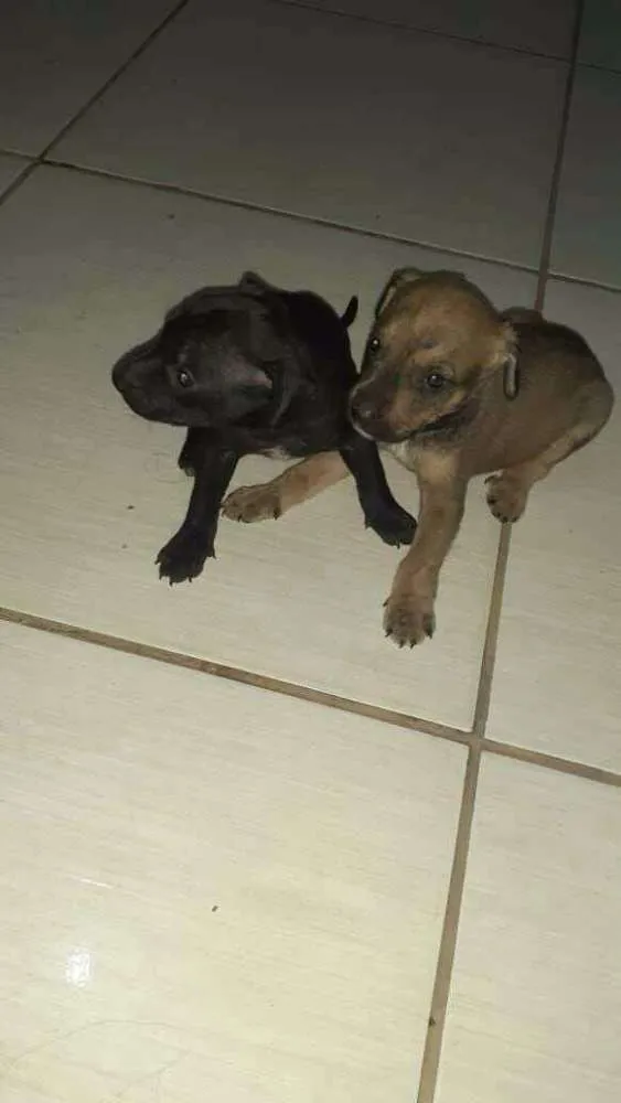 Cachorro ra a Vira lata idade Abaixo de 2 meses nome Vira lata