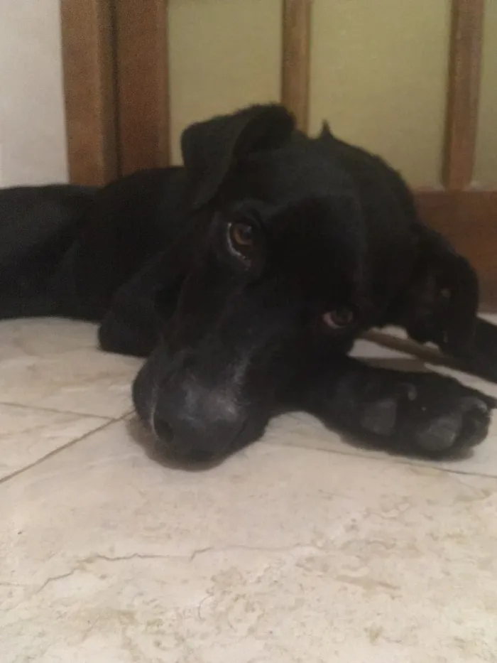 Cachorro ra a Vira lata idade 7 a 11 meses nome Resgatado sem nome