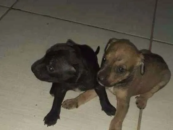 Cachorro ra a Vira lata idade Abaixo de 2 meses nome Vira lata