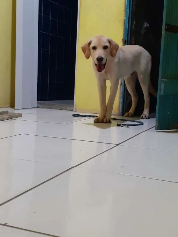 Cachorro raça Labrador  idade 2 a 6 meses nome Bob