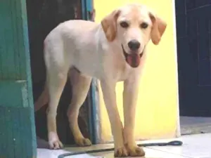 Cachorro raça Labrador  idade 2 a 6 meses nome Bob