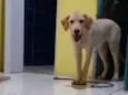 Bob