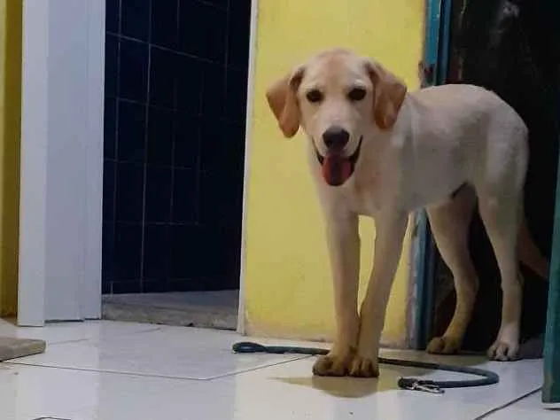 Cachorro raça Labrador  idade 2 a 6 meses nome Bob