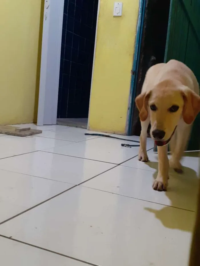 Cachorro raça Labrador  idade 2 a 6 meses nome Bob