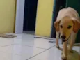 Bob