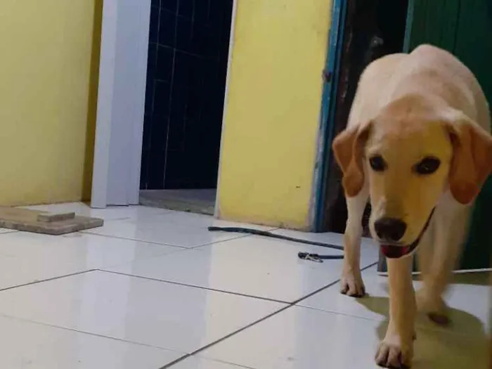 Cachorro raça Labrador  idade 2 a 6 meses nome Bob