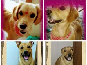 Cachorro raça Misturado com labrador  idade 3 anos nome Frederico