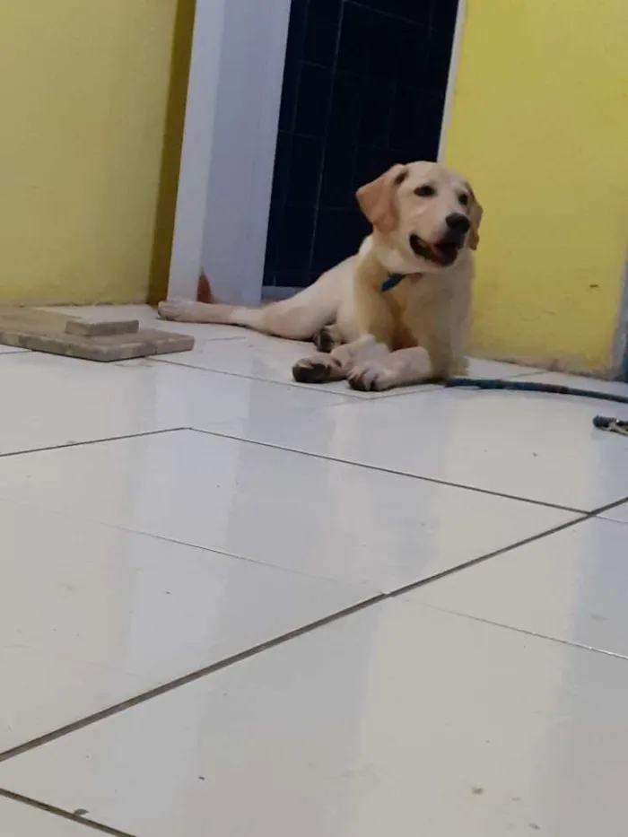 Cachorro raça Labrador  idade 2 a 6 meses nome Bob