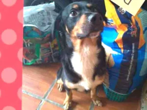 Cachorro raça srd idade 2 anos nome BABIU