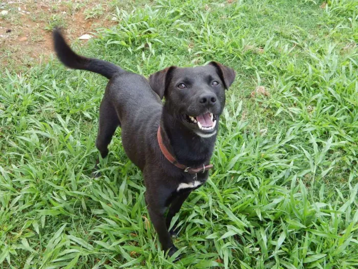Cachorro raça Srd idade 2 anos nome Sem nome