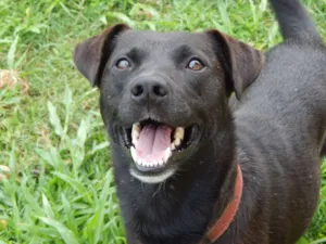 Cachorro raça Srd idade 2 anos nome Sem nome