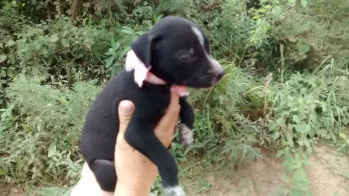Cachorro ra a Srd idade Abaixo de 2 meses nome Teca