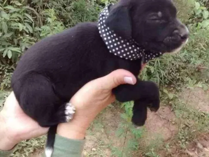 Cachorro ra a Srd idade Abaixo de 2 meses nome Téo 