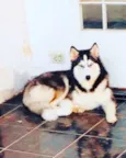 Arya