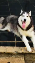 Arya