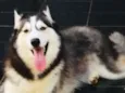 Arya