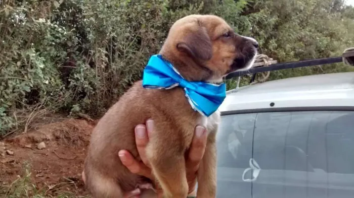 Cachorro ra a Srd idade Abaixo de 2 meses nome Oliver