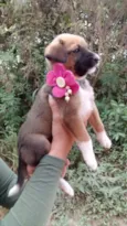 Flor